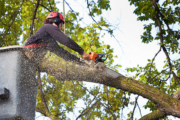 Lawn Irrigation Installation and Maintenance in Shorewood, MN